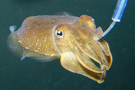 Cuttle Fish Feeding .